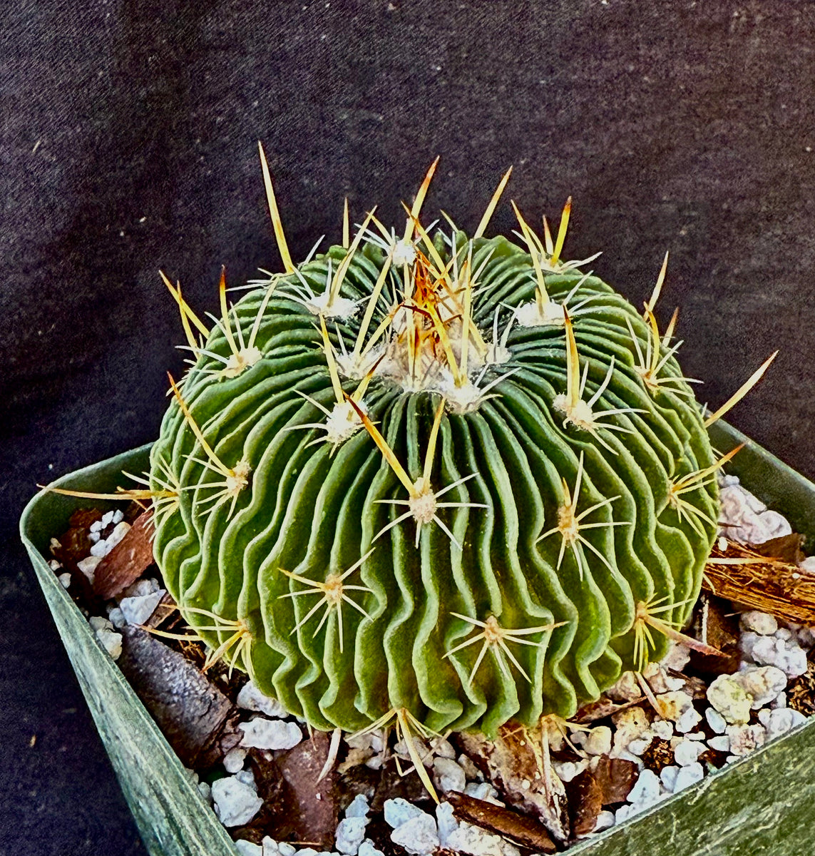 Stenocactus multicostatus SB 1147 – Astrocarpus.com - Online store