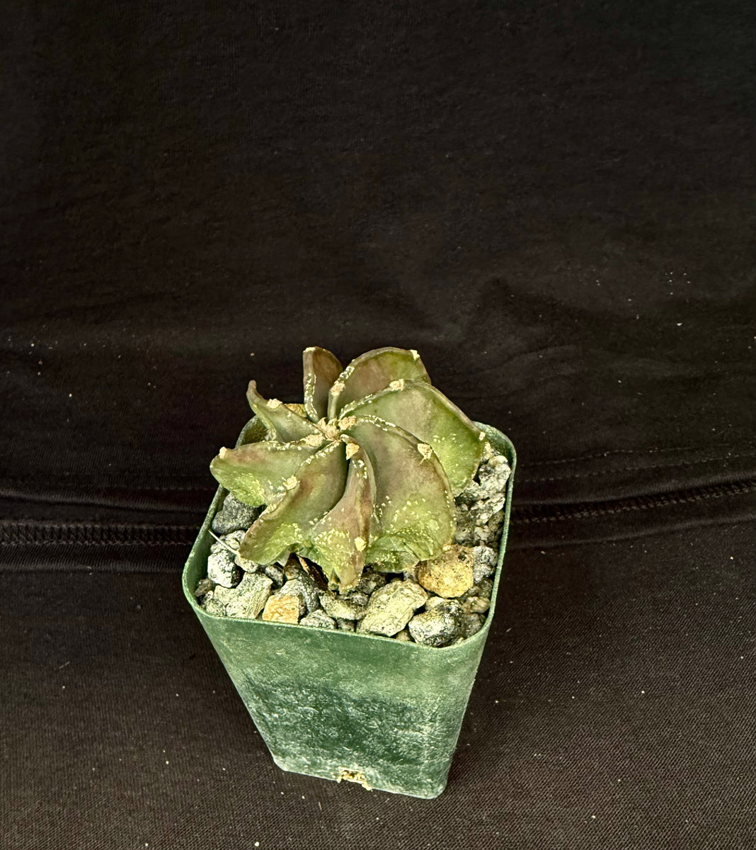Astrophytum capricorne v. niveum – Astrocarpus.com
