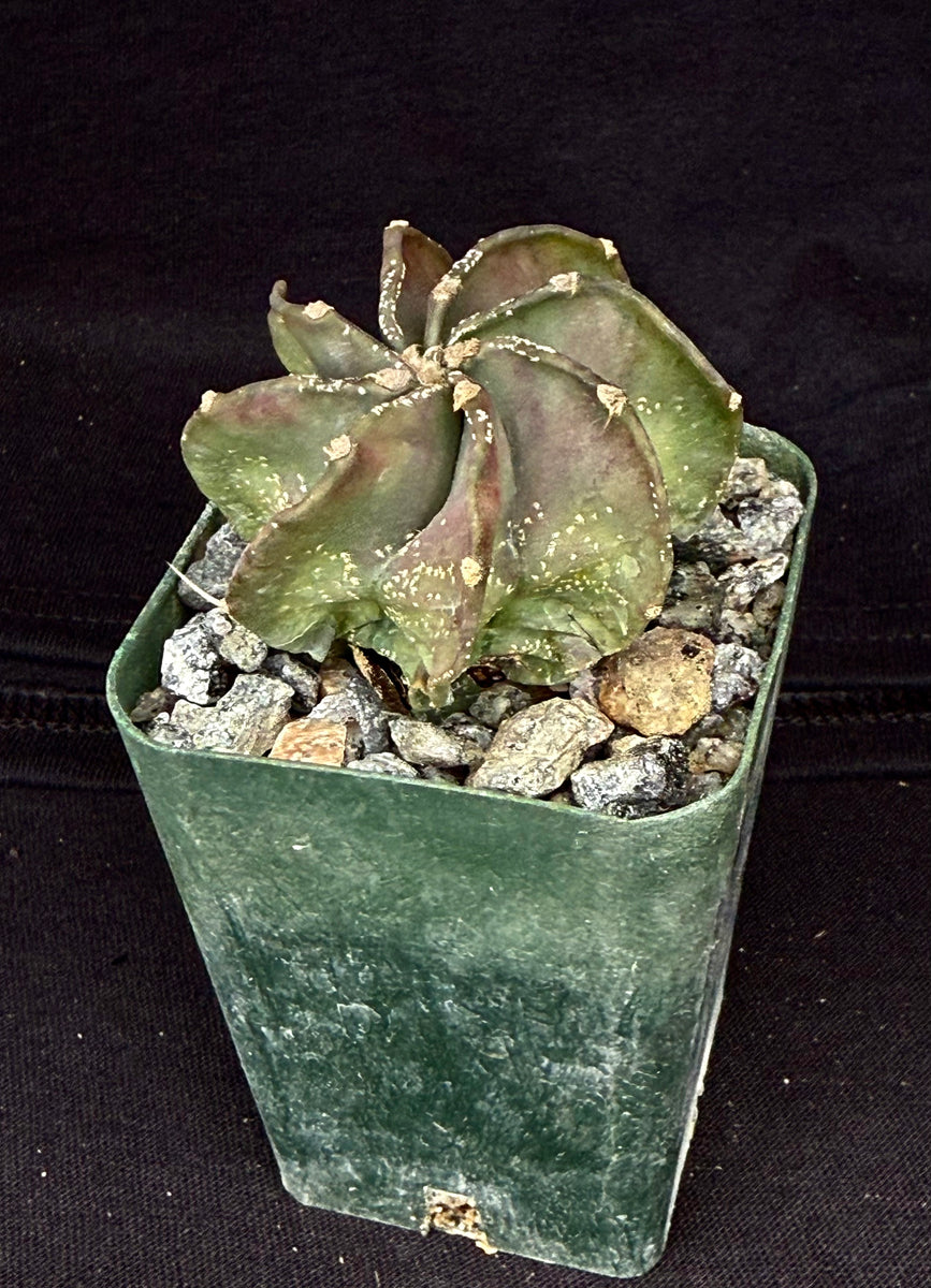 Astrophytum capricorne v. niveum – Astrocarpus.com