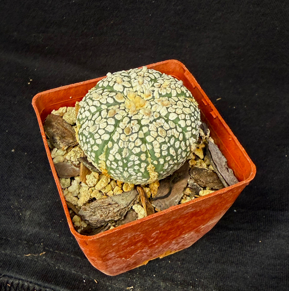 Astrophytum asterias cv. Super Kabuto