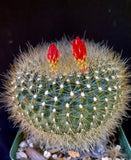 Notocactus haselbergii