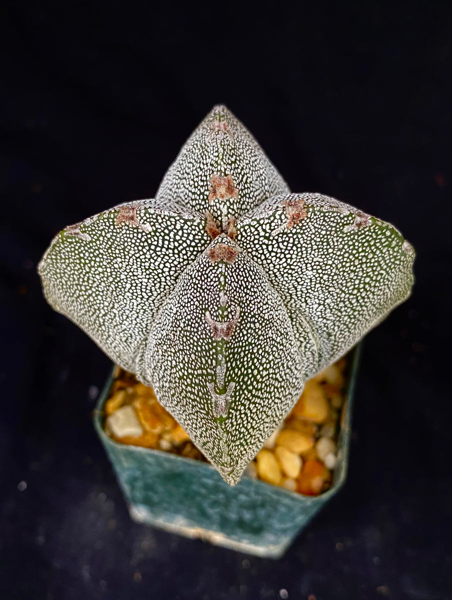 Astrophytum myriostigma cv. Onzuka 4 rib  Astrocarpus.com - Online store  of unique and rare plants. This shop is a part of Yellow Green Exotic  Garden group.