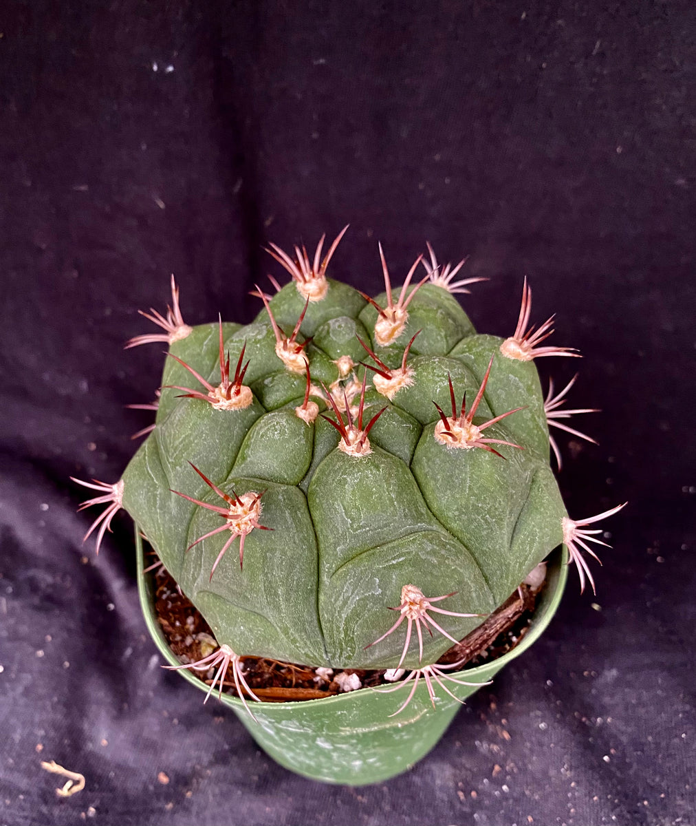 Gymnocalycium pflanzii – Astrocarpus.com