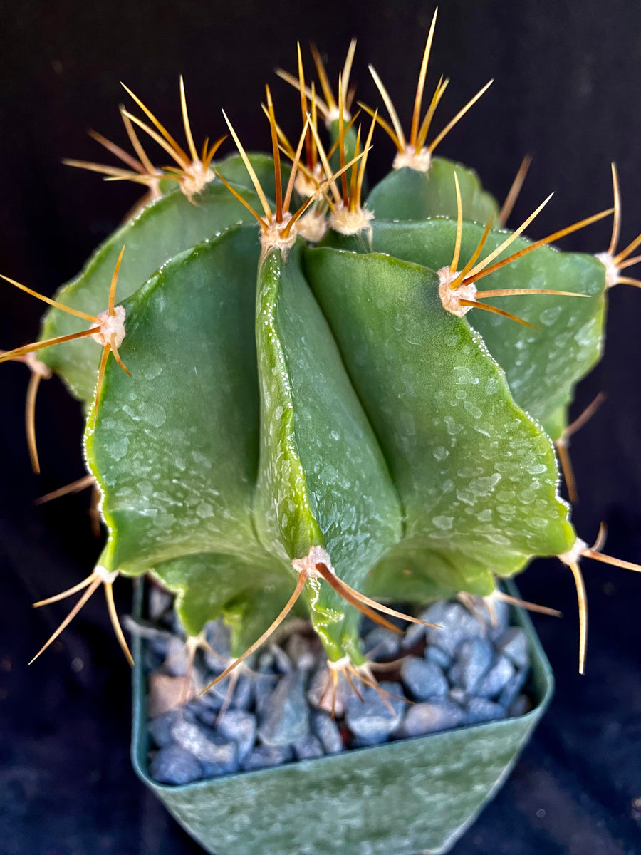 Astrophytum ornatum – Astrocarpus.com