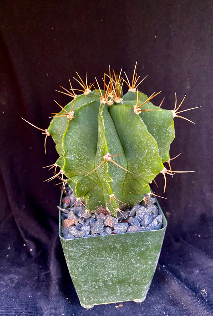 Astrophytum ornatum – Astrocarpus.com - Online store of unique and