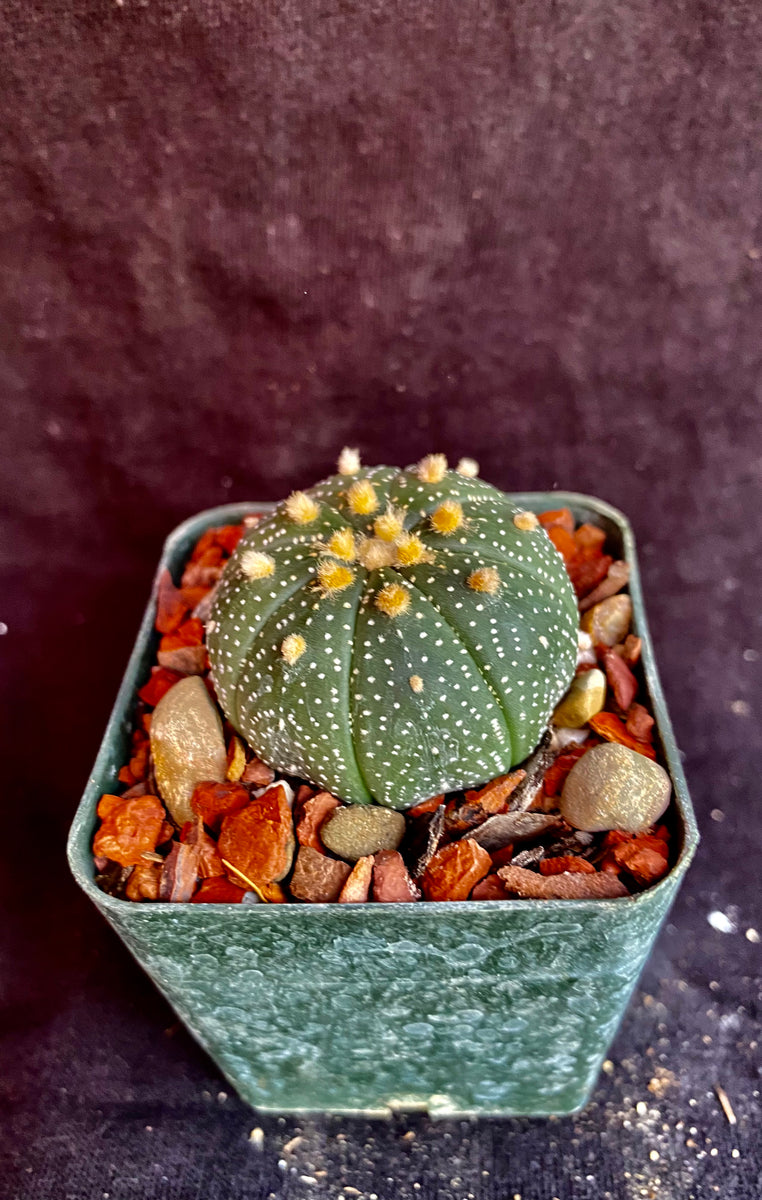 Astrophytum asterias