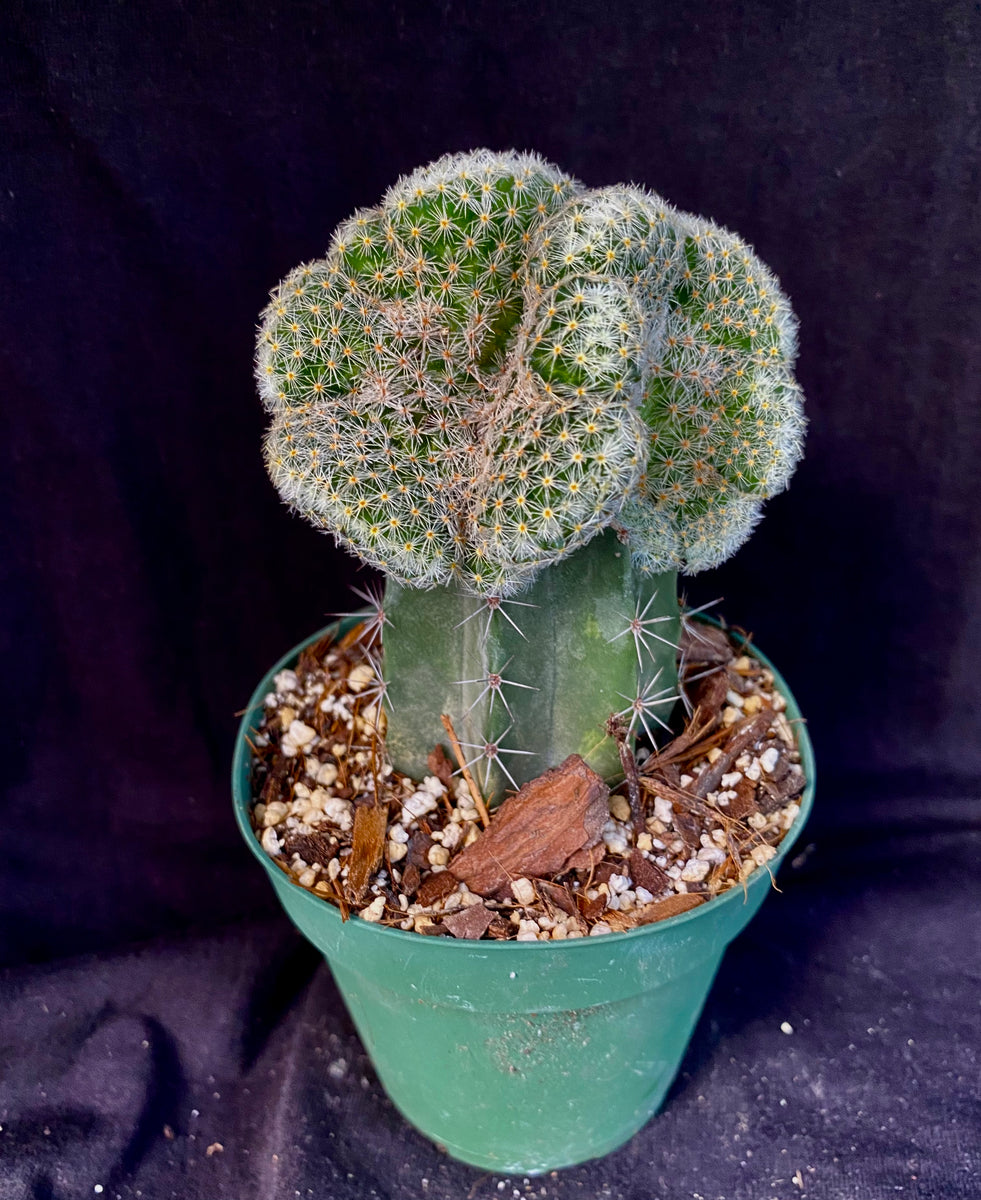Mammillaria gisele f. cristata  Astrocarpus.com - Online store of unique  and rare plants. This shop is a part of Yellow Green Exotic Garden group.