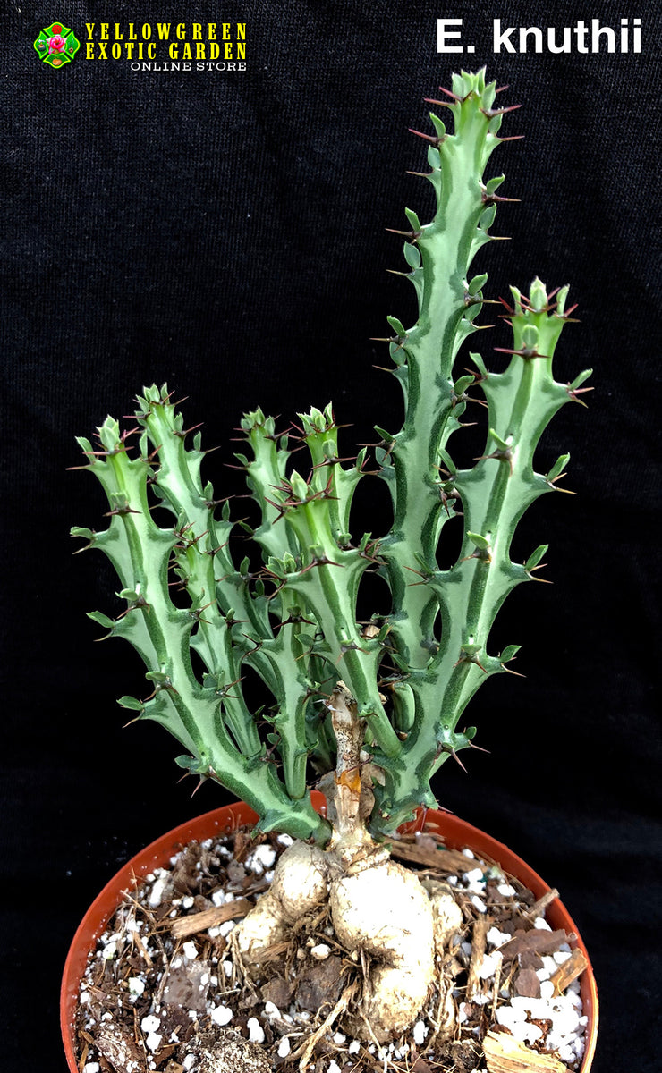 Euphorbia Knuthii – Astrocarpus.com - Online store of unique and