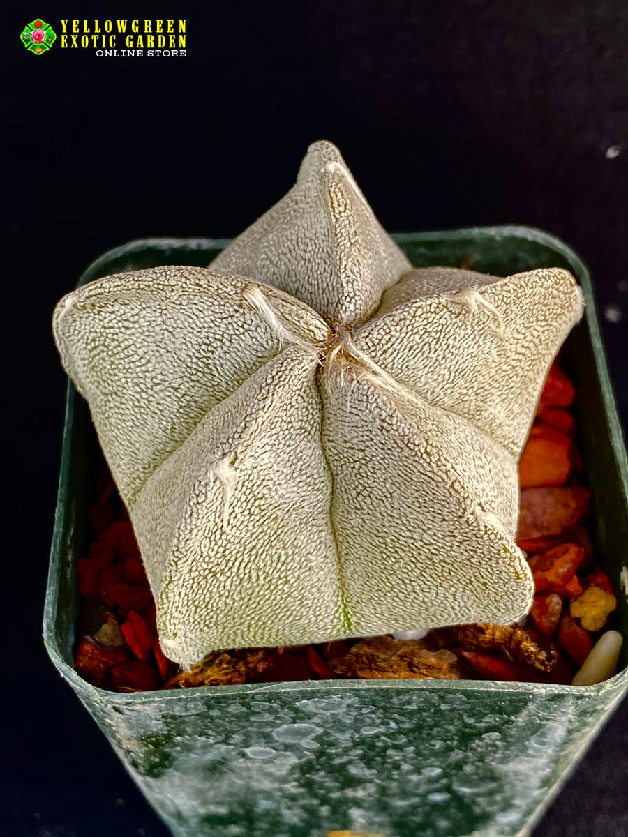 Astrophytum coahuilense – Astrocarpus.com