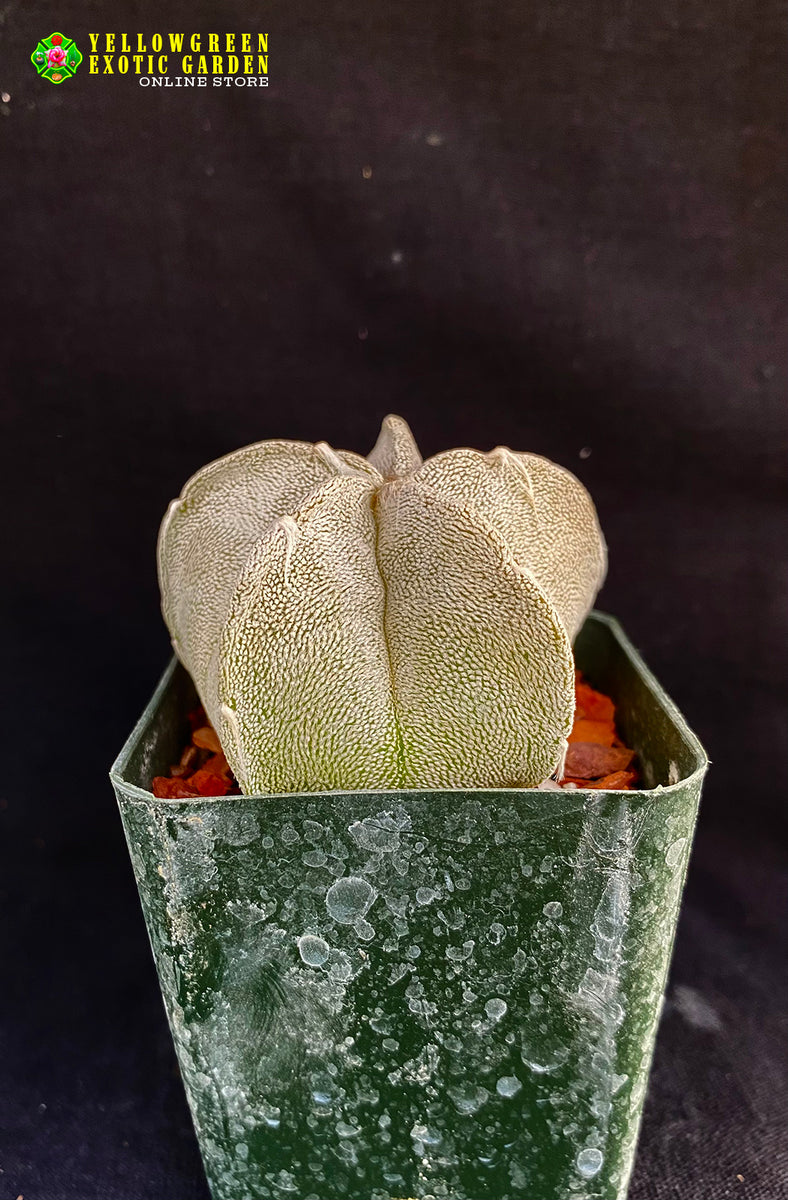 Astrophytum coahuilense  Astrocarpus.com - Online store of unique and rare  plants. This shop is a part of Yellow Green Exotic Garden group.