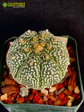 Astrophytum asterias cv. Super Kabuto