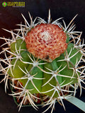 Melocactus bahiensis