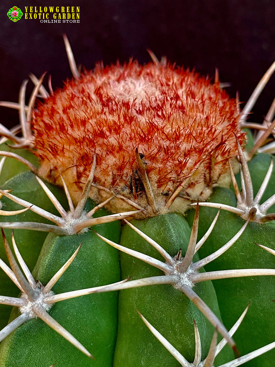 Melocactus bahiensis  Astrocarpus.com - Online store of unique and rare  plants. This shop is a part of Yellow Green Exotic Garden group.