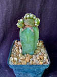 Blossfeldia lilliputana, cactus plant