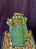 Blossfeldia lilliputana, cactus plant