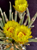 Astrophytum caput-medusae, rare & collector variety