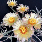 Astrophytum caput-medusae, rare & collector variety
