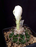 Discocactus crystallophylus, cephalium bearing variety