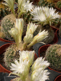 Discocactus araneispinus, cephalium bearing andn rare