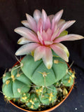 Gymnocalycium hostii v. bueneckeri