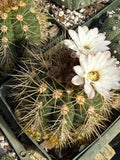 Gymnocalycium chacoense, maturę, collectible plant
