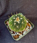 Stenocactus multicostatus SB 1147