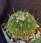 Stenocactus multicostatus SB 1147