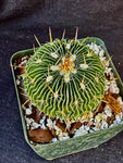 Stenocactus multicostatus SB 1147