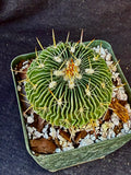 Stenocactus multicostatus SB 1147