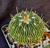 Stenocactus multicostatus SB 1147