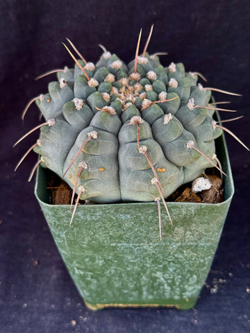 Gymnocalycium vatteri