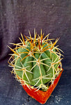 Melocactus panamensis