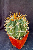 Melocactus panamensis