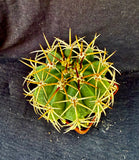 Melocactus panamensis