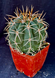 Melocactus panamensis