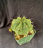 Gymnocalycium griseopallidum