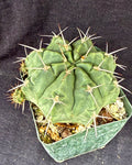 Gymnocalycium griseopallidum