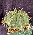 Gymnocalycium griseopallidum