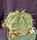 Gymnocalycium griseopallidum