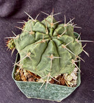 Gymnocalycium griseopallidum