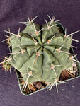 Gymnocalycium griseopallidum