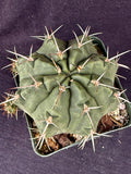 Gymnocalycium griseopallidum