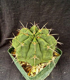 Gymnocalycium griseopallidum