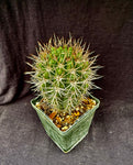 Gymnocalycium horridispinum