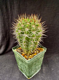 Gymnocalycium horridispinum