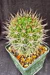 Gymnocalycium horridispinum