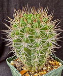 Gymnocalycium horridispinum