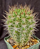 Gymnocalycium horridispinum