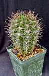 Gymnocalycium horridispinum