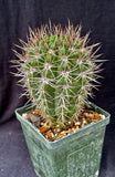 Gymnocalycium horridispinum